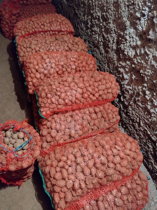 Vând cartofi pt animale