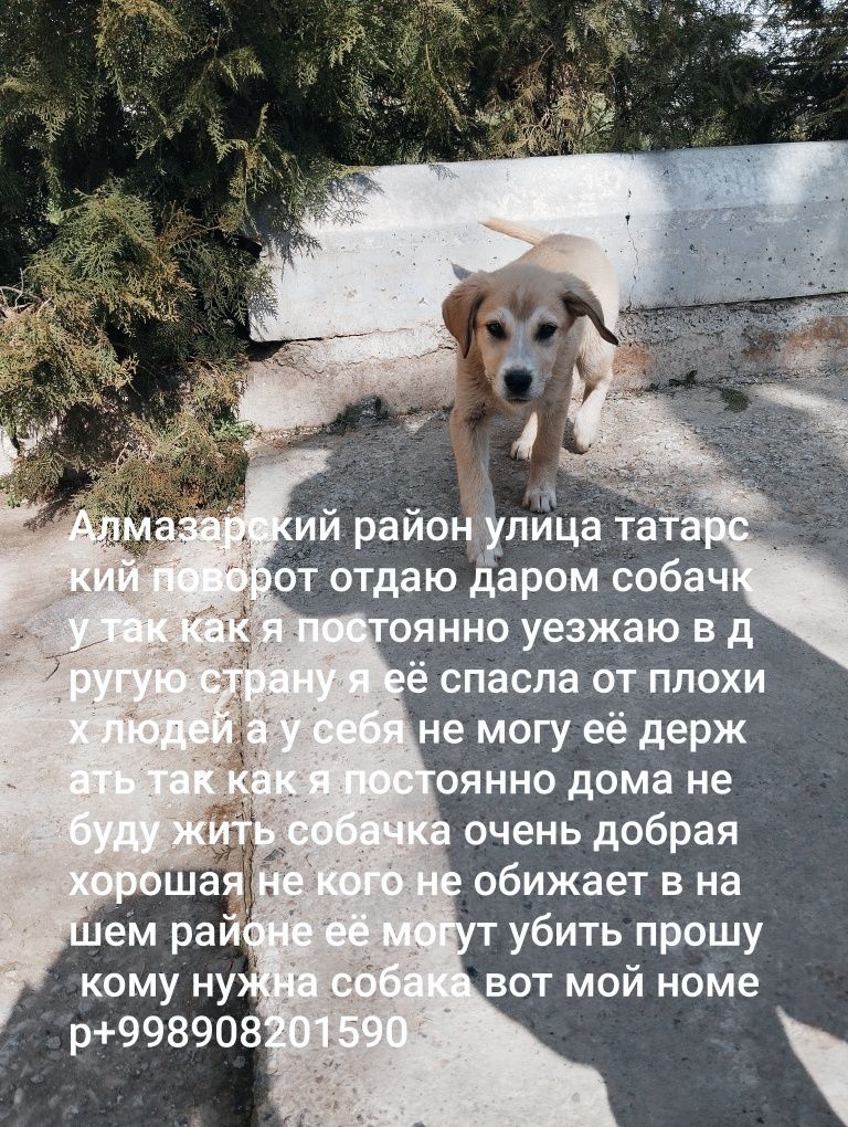 Отдаю собаку в добрые руки так как её хотят убить