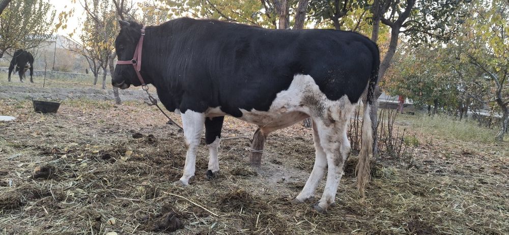 Ho‘kizlar sotiladi. Boqishga tayyor. Yeyishi zo‘r. Kelishamiz