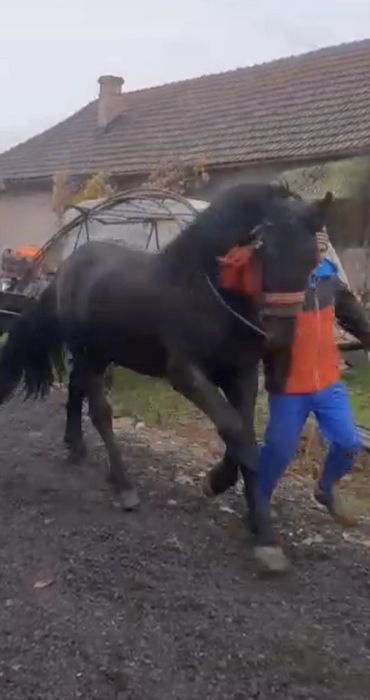 Vand manz de doi ani