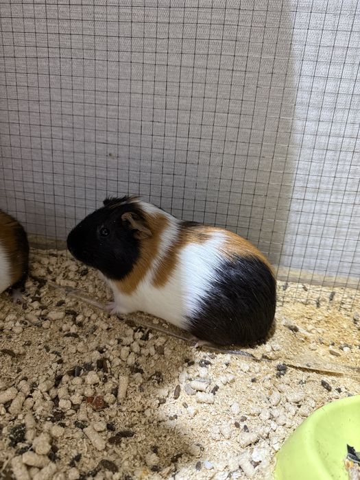 продаются морские свинки