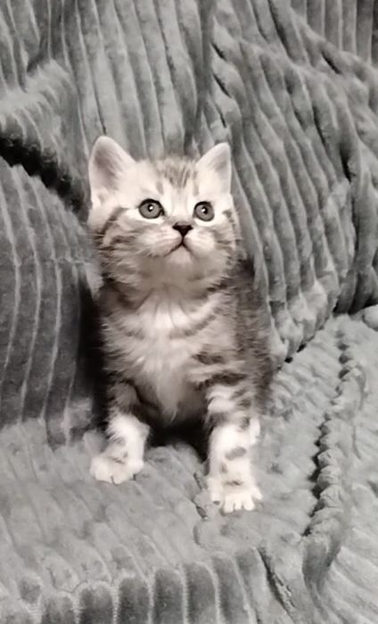 Шотландский прямоухий мальчик.