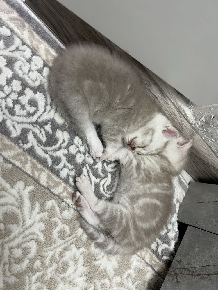 Котята  породистые шымкент