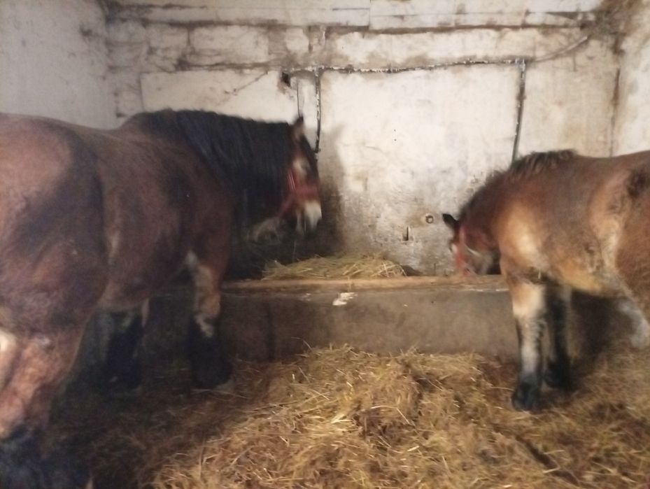 De vânzare iapă cu mînz