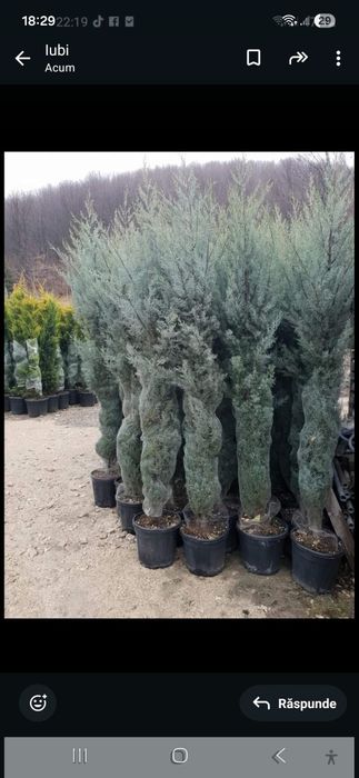 Vând plante ornametale