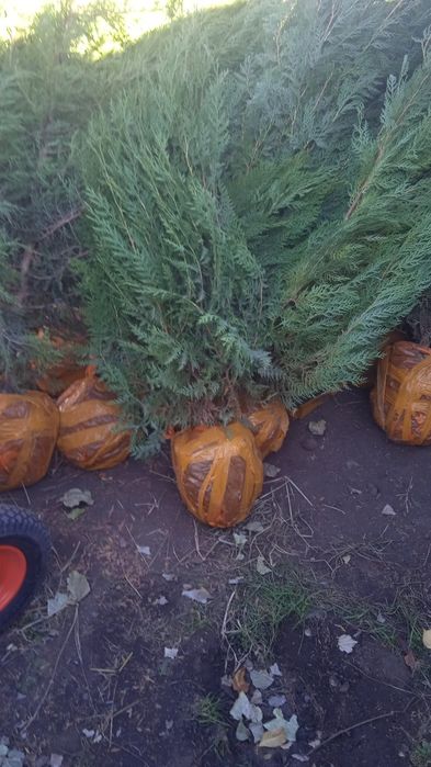 Продаются ели, тополя