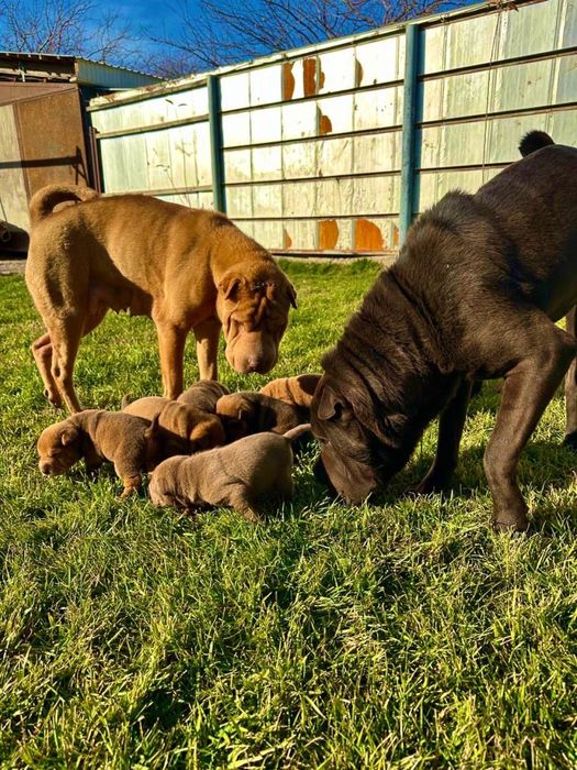 Продам щенят шарпея