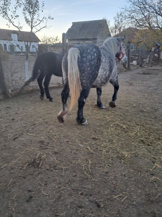 Iapă cu manz 4/5ani ,gestanta.