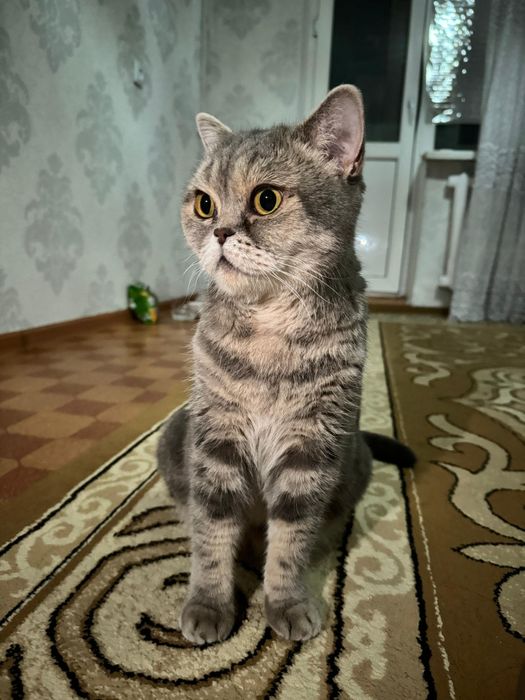 Шотландская кошка отдам в хорошие руки