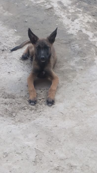 Belgiya avfcharkasi 2 oylik ota onasi toza qon