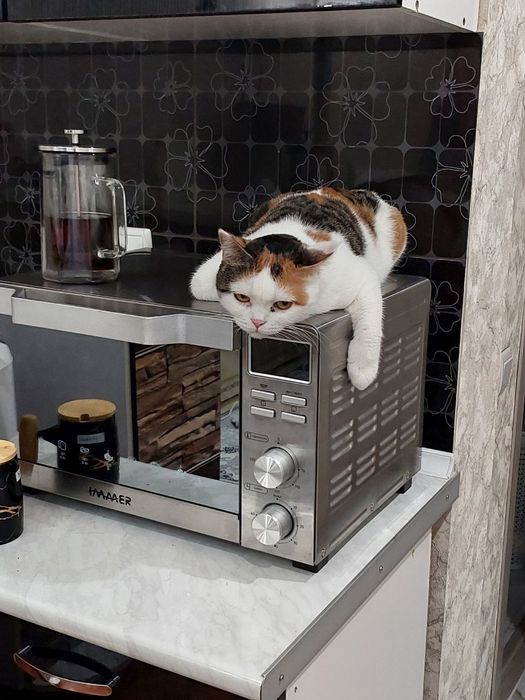 Чудесная ,нежная  и  воспитанная кошечка