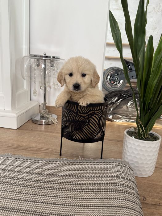 De vanzare Golden Retriever Cu Pedigree Real FCI si teste la zi