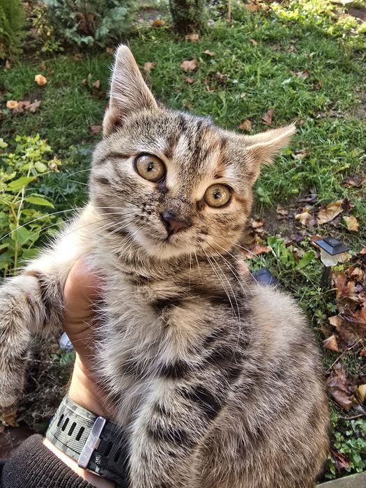 Подарявам женско коте