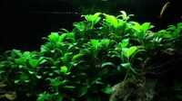 Planta acvariu Anubias barteri Petite pt aquascaping, pesti, creveti