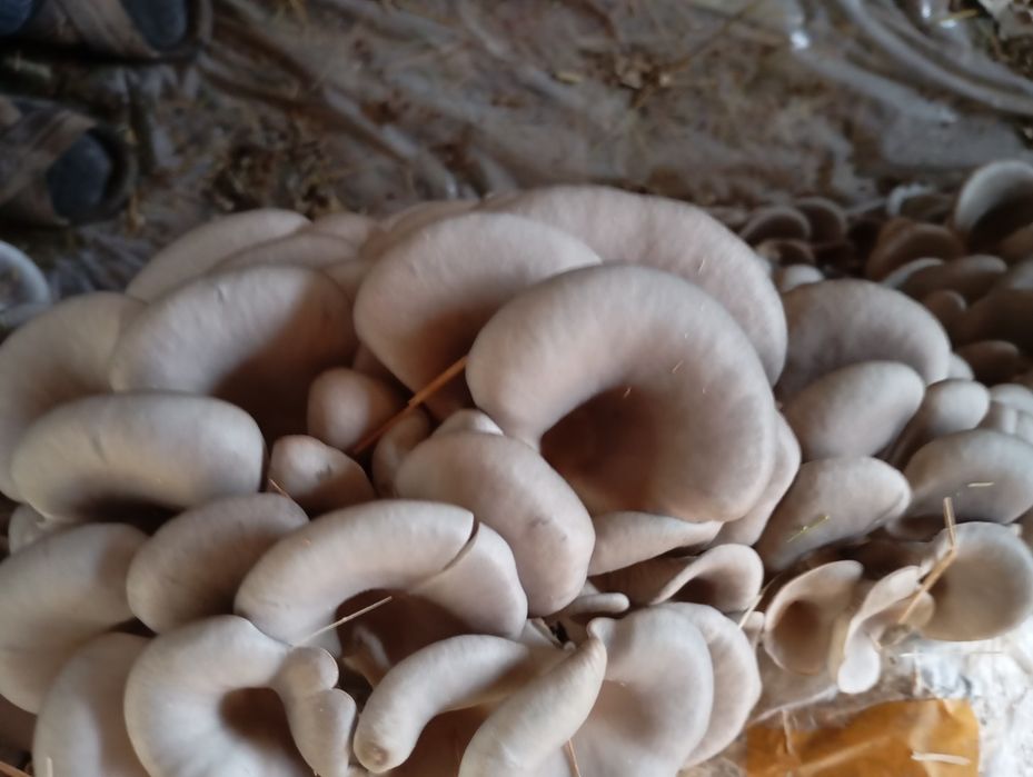 Qo'ziqorin. Veshenka