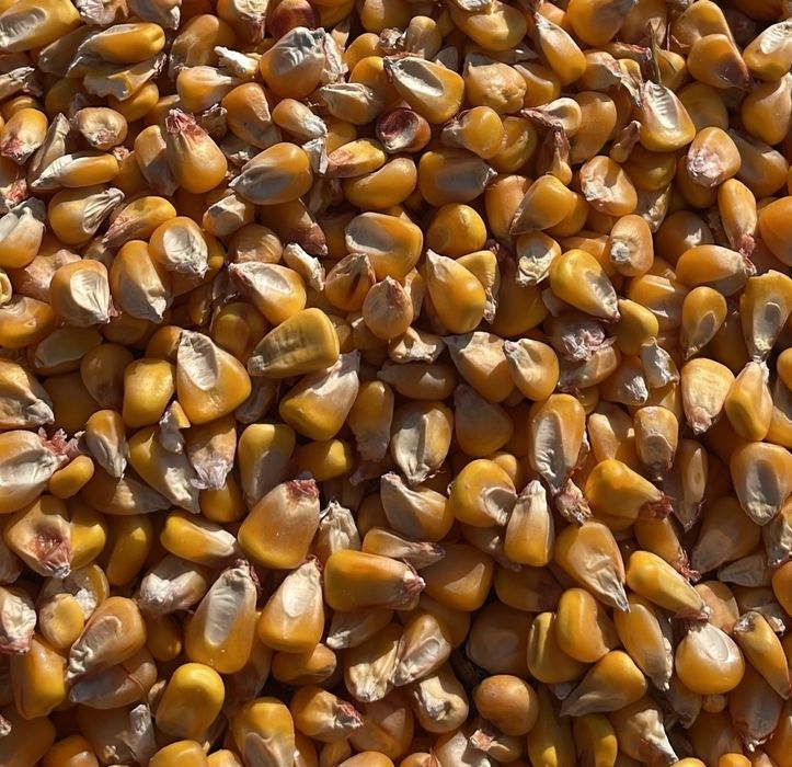 Vând porumb boabe