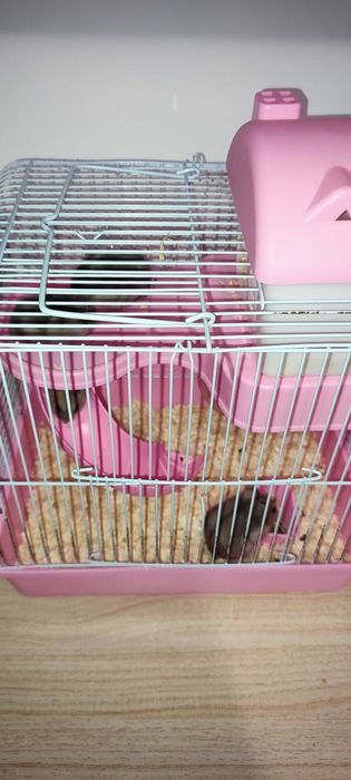Donez hamsteri pui și adulți