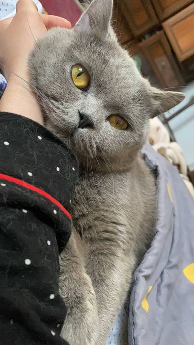 Mushuk sotiladi narhi 1500milyon kami bor