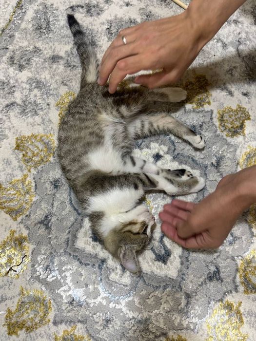 Котёнок мальчик даром