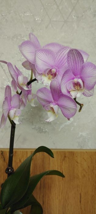 ОрхидеяPhalaenopsis “Pink Stripes 130000