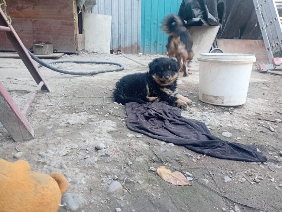 Отдам щенка собаку