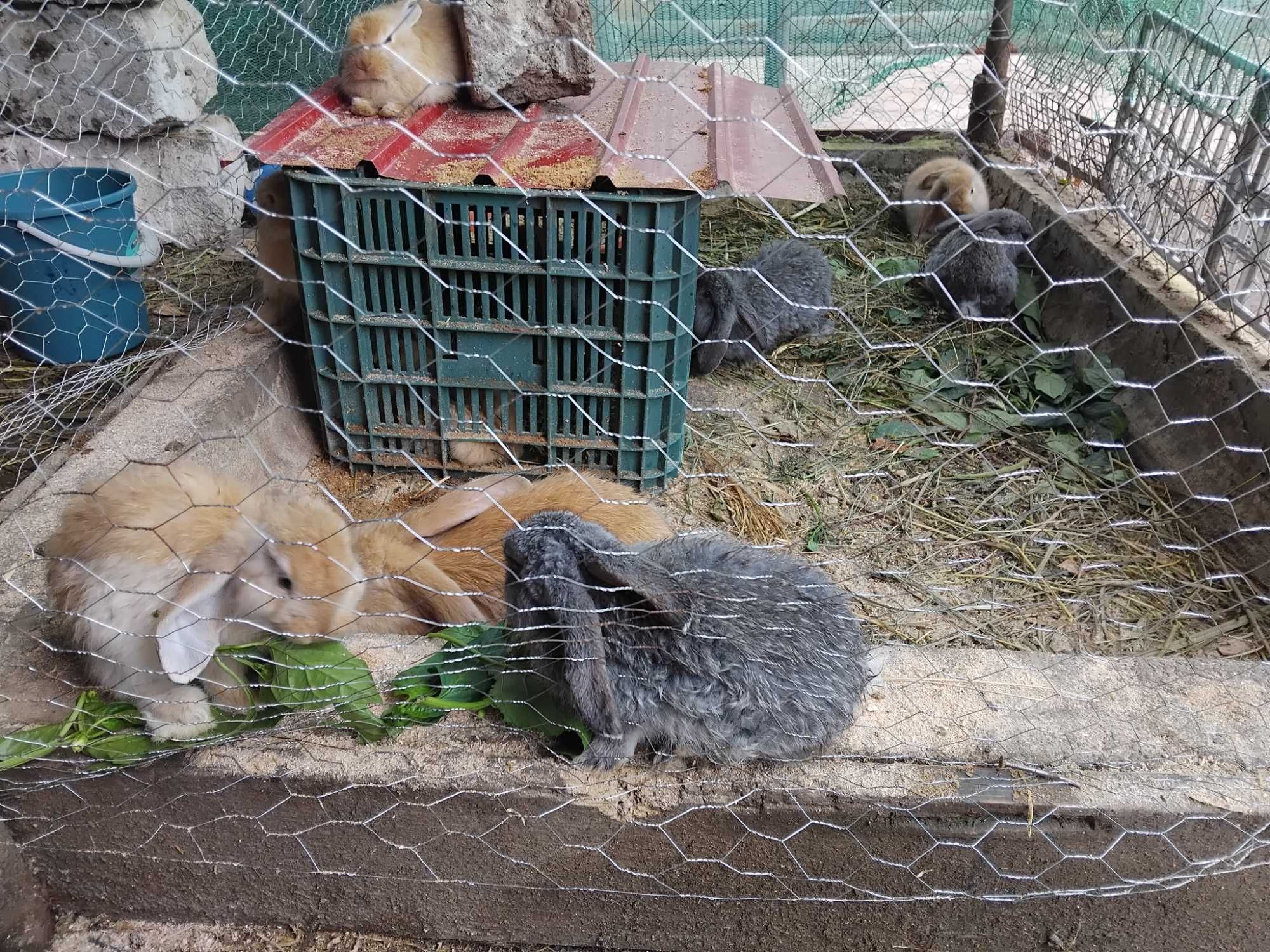 Vand puii de iepuri