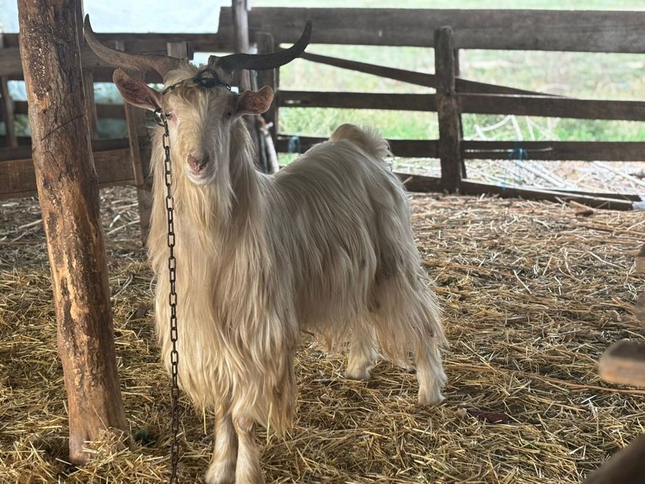 Vând țap tânăr  sau schimb