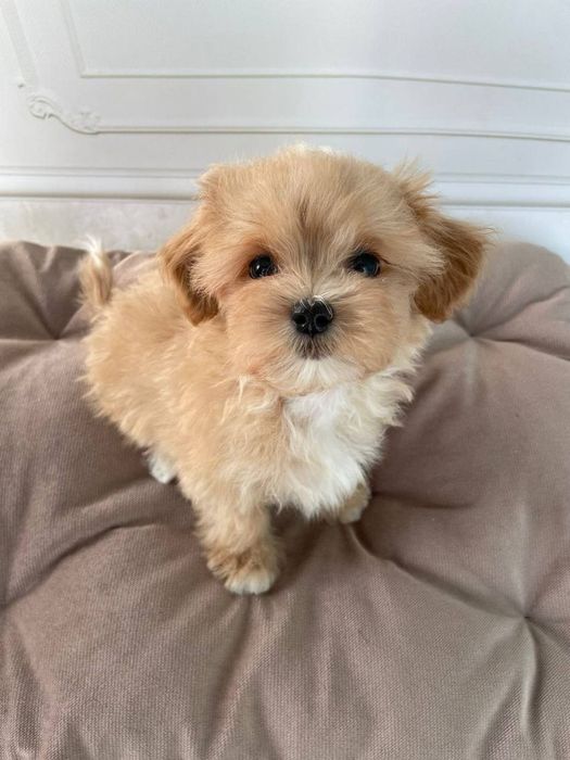 Maltipoo poodle mascul