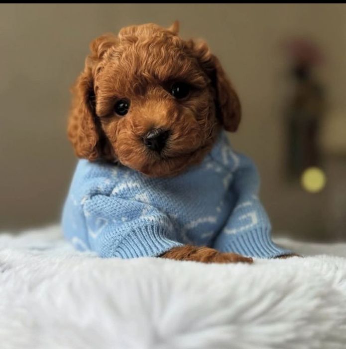 Лучший друг который никогда не придаст