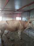 Vaca baltata românească,fatata recent,vitelul s-a vândut