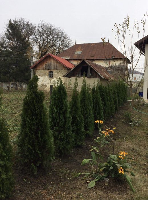 Chiparos Leylandii/ Tuia Smarald