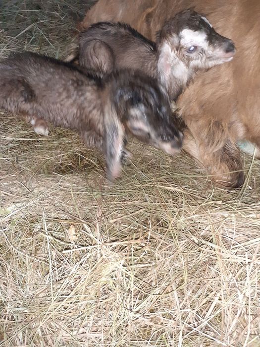 Vand, schimb tap anglonubian metis