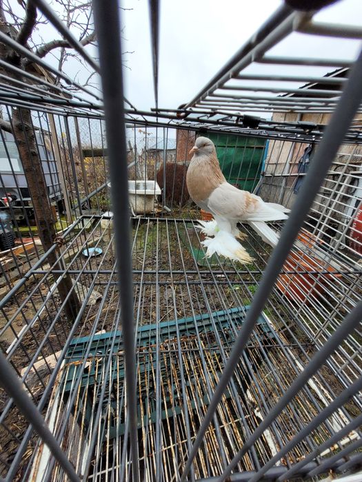 Schimb cocos rasa Sebright și femele Gusat de Pomerania cu masculi