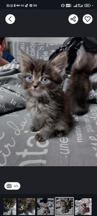 Отдам котёнка в хорошие руки