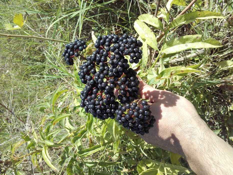 Концентрат Сироп от черен бъз . Бран в екологично чист район