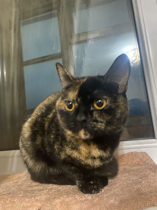 Стерилизованная  кошка, 3 года