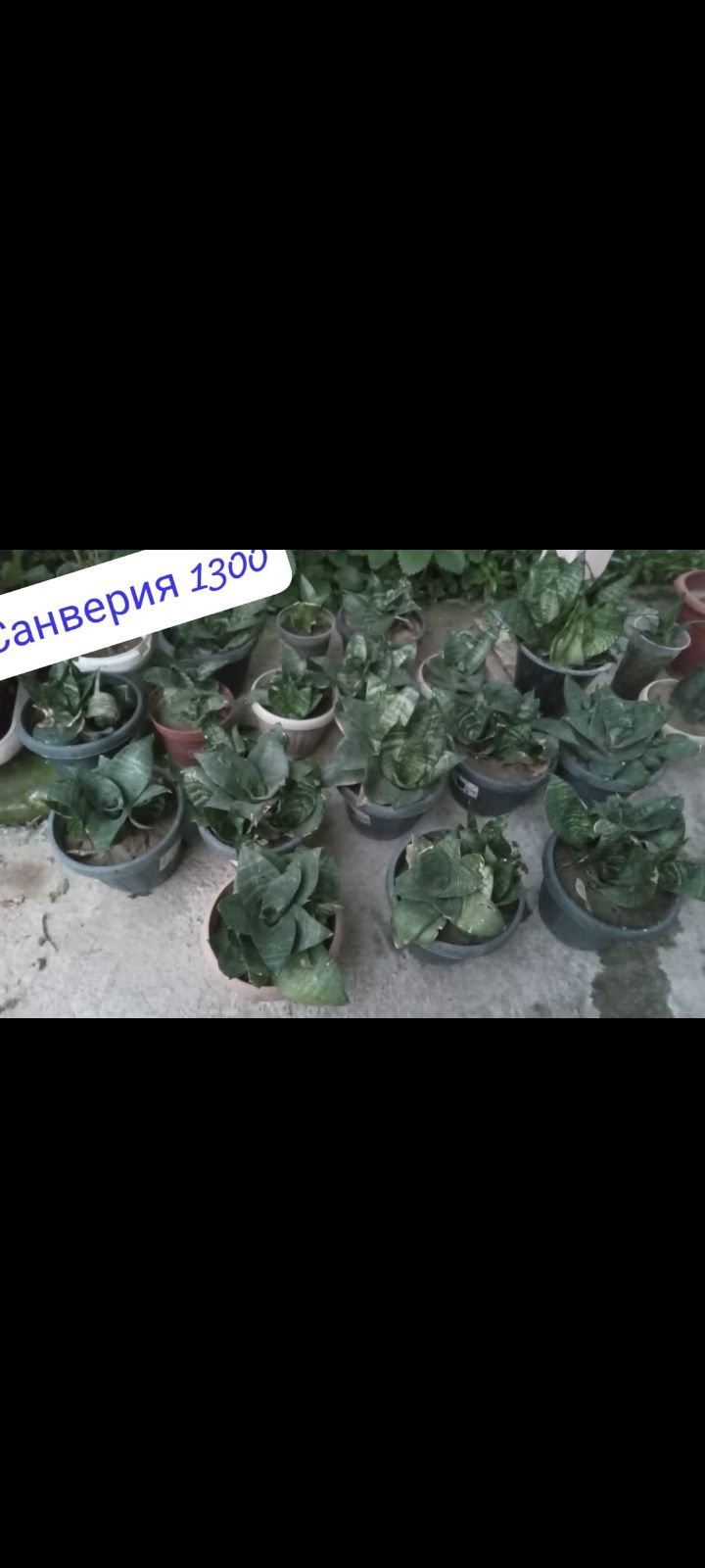 Продаю комнатные растения