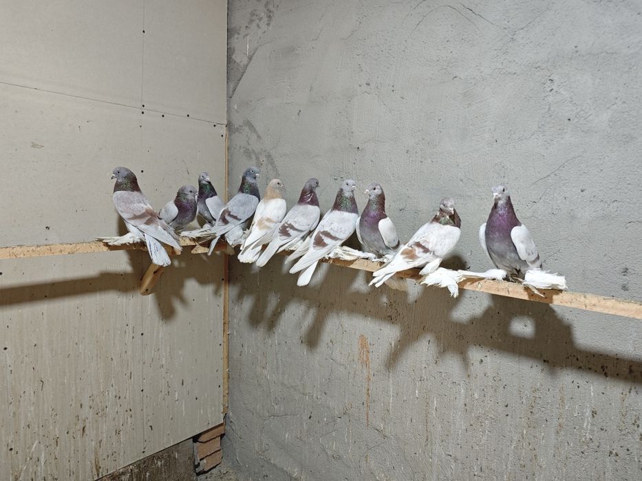 Kaptar kabutar golubi golubey tasman seren kaptarlar