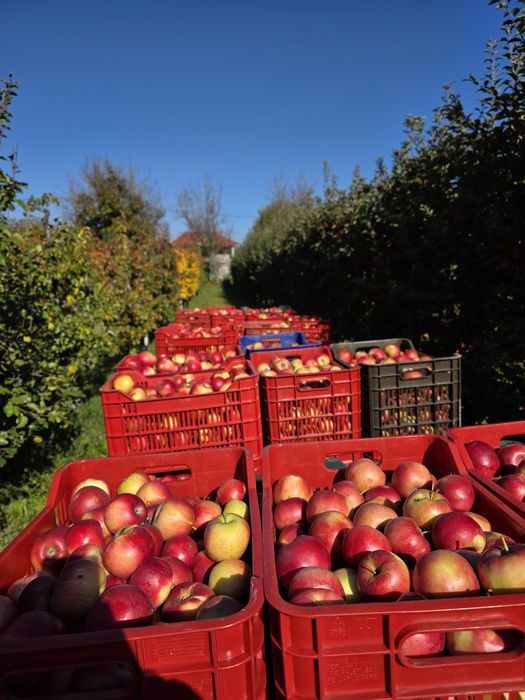 Mere românești din livadă proprie – soiuri diverse