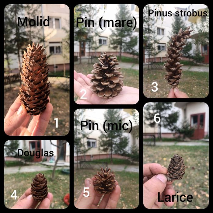 Conuri Brad, Pin, etc, Naturale sau Colorate