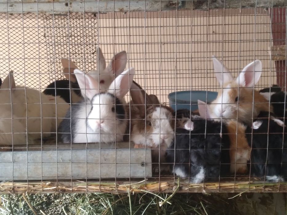 Куёнчалар тезда сотилади