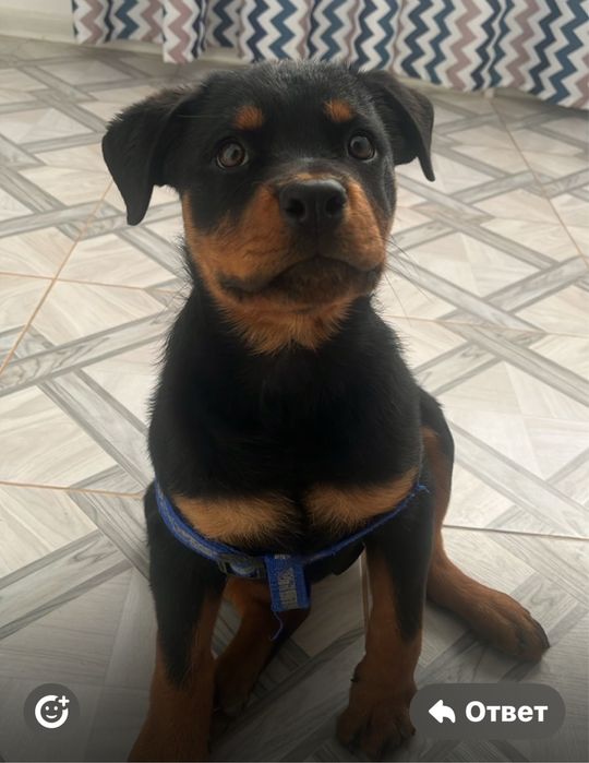 Щенок ротвейлера . Девочка.