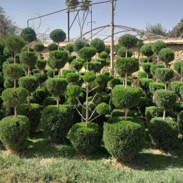 Gazon ekish 20 ming soʻm kvadrati