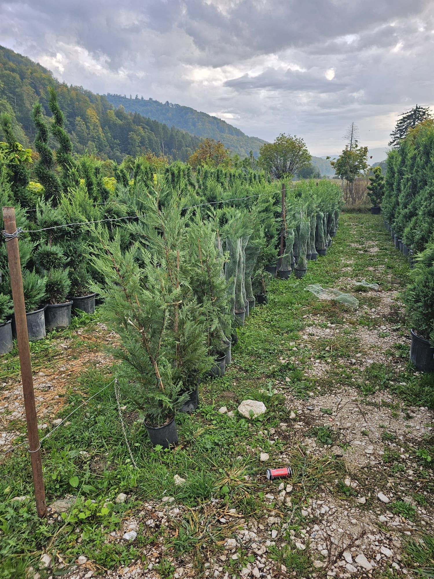 Plante ornamentale tuia smaragd columnaris Leylandy Brazi magnoli tei