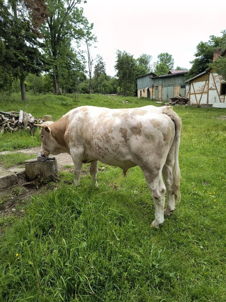 Vând taur vârstă 2 ani