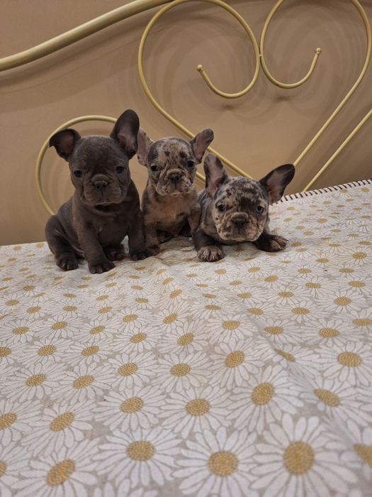 Продавам френски булдоци