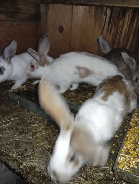 Vând iepuri românești