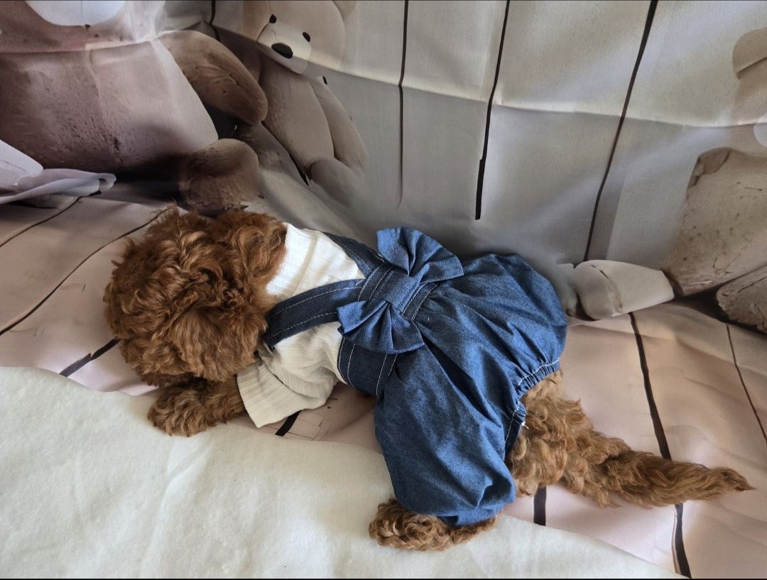 Пудел той Poodle toy с родословие момиче