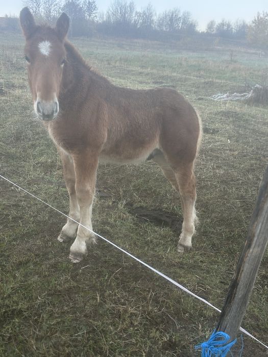 Vand manz de 4 luni!