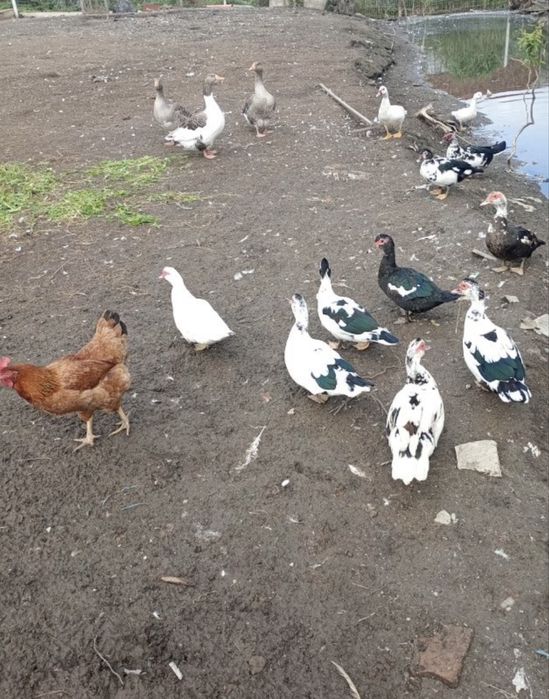 Vand rate/ratoi  mute